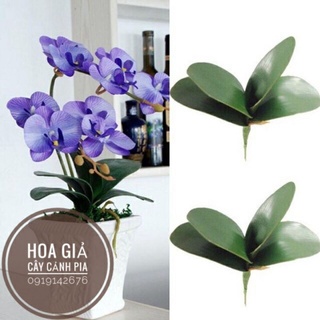 lá lan hồ điệp- lá lan cao su.