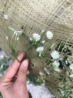 Cỏ điểm nhựa