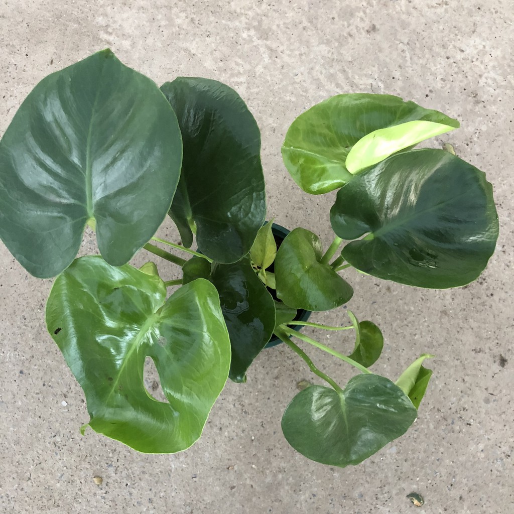 Cây trầu bà lá xẻ (trầu bà monstera) cỡ vừa, Chiều cao 35-40cm lá to đẹp bắt mắt dễ trồng thích hợp trang trí nội thất