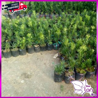 Vạn Niên Tùng 🌲FREESHIP🌲 Tùng La Hán - Cây Giống Đẹp [ Cao 10 - 20 cm ]