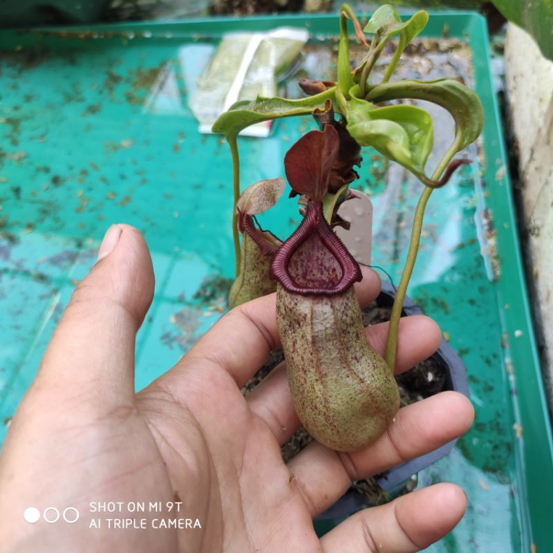 Cây cảnh ventricosa x rob