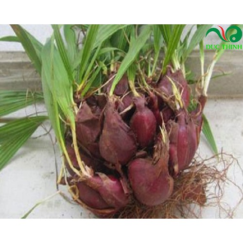 Sâm Đại Hành ( tỏi đỏ ) DV072