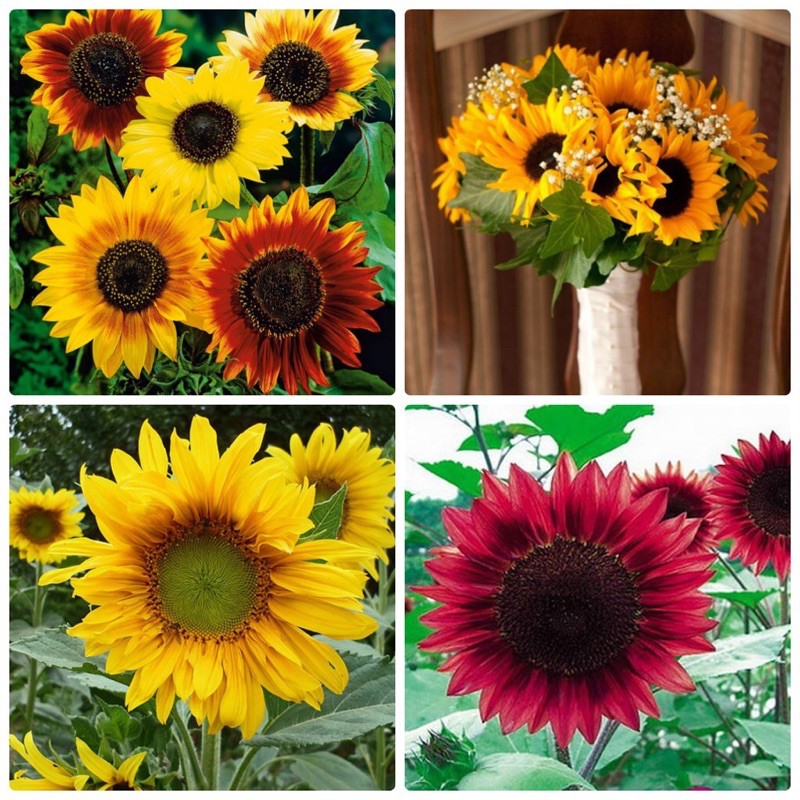 Hạt Giống Hoa Hướng Dương Mix Nhiều Màu | SL: 30 HẠT