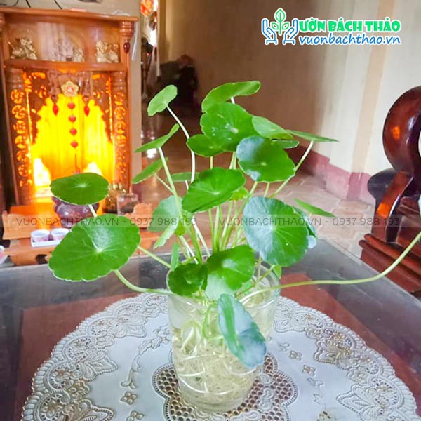 Cây cỏ đồng tiền