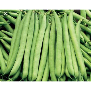 Hạt giống Đậu ve - Đậu Cove 20gram