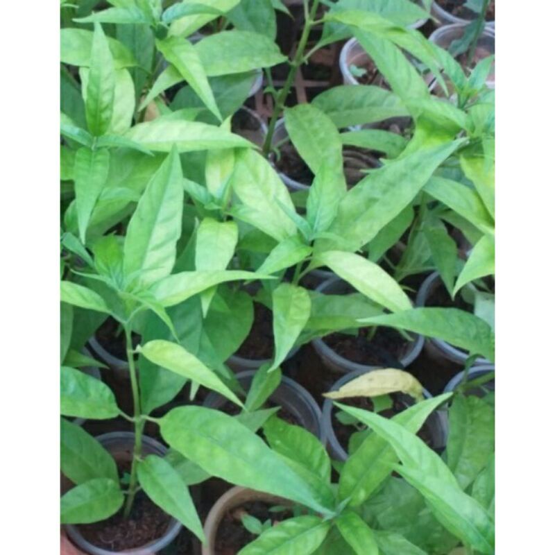 5 cây con khỉ, cây hoàn ngọc trắng