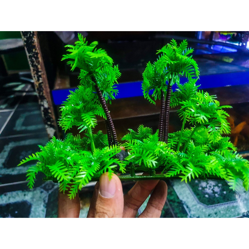 DỪA TRANG TRÍ HỒ CÁ NON BỘ 13X5X10CM