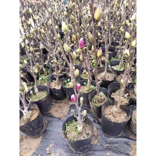 cây Cây Hoa Mộc Lan... hai tháng ra hoa  - Cây Giống Nhập Khẩu