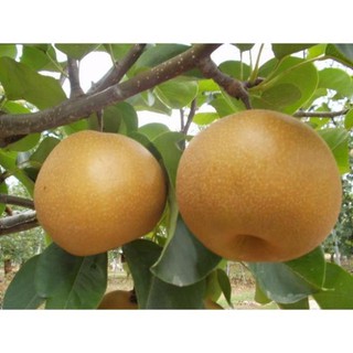 Cây Lê Nâu (Mắc Cọp)