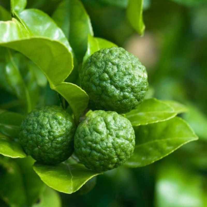 Hạt giống chanh thái hiệu Rạng Đông
