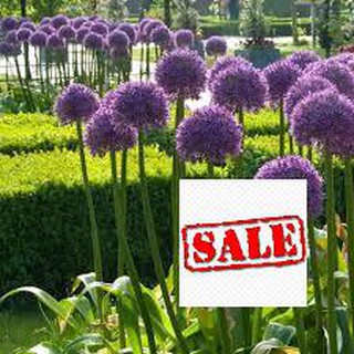 200 hạt giống hành hoa tím (gióng hoa đẹp) SALE
