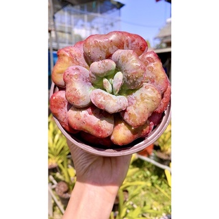 sen đá thịt bò