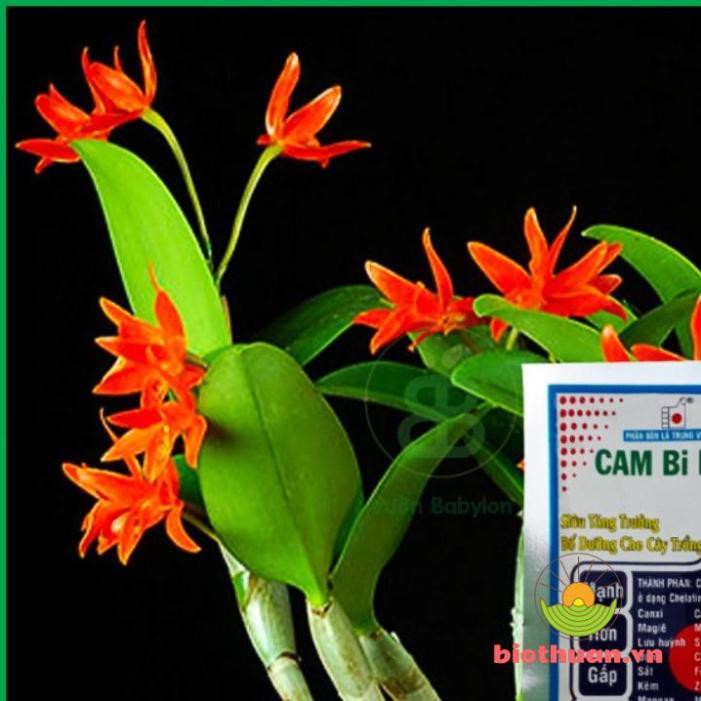 Phân Bón Bổ Sung Trung Vi Lượng Cam Bi Nhật 308 Tăng Trưởng Cây Trồng