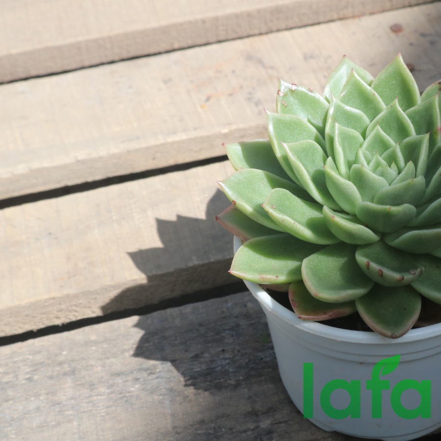 Combo 100 Chậu nhựa chuyên trồng cây sen đá thành thấp LAFA kích thước  chậu chuyên dùng ươm giống cây trồng