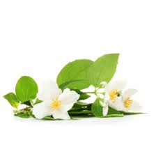 dầu thơm hoa lài 10ml(jasmin fragrance oil) | BigBuy360 - bigbuy360.vn