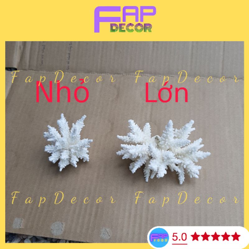 Bông Rạn Biển Mini Siêu Cute Hàng Đẹp Giá Rẻ, San Hô Mini Trang Trí Nhà Cửa Setup Thủy Sinh - FapFood