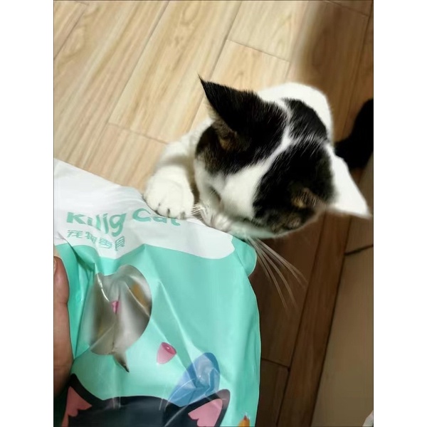 Cá trứng sấy cho mèo ngon lành bổ dưỡng