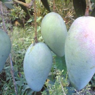 Cây xoài đài loan