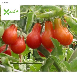 Hạt giống cà chua lê quả đỏ gói 30 hạt