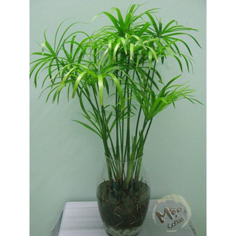 cây thuỷ trúc