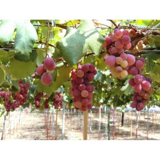 Hạt giống Nho Ruby Roman 5 hạt