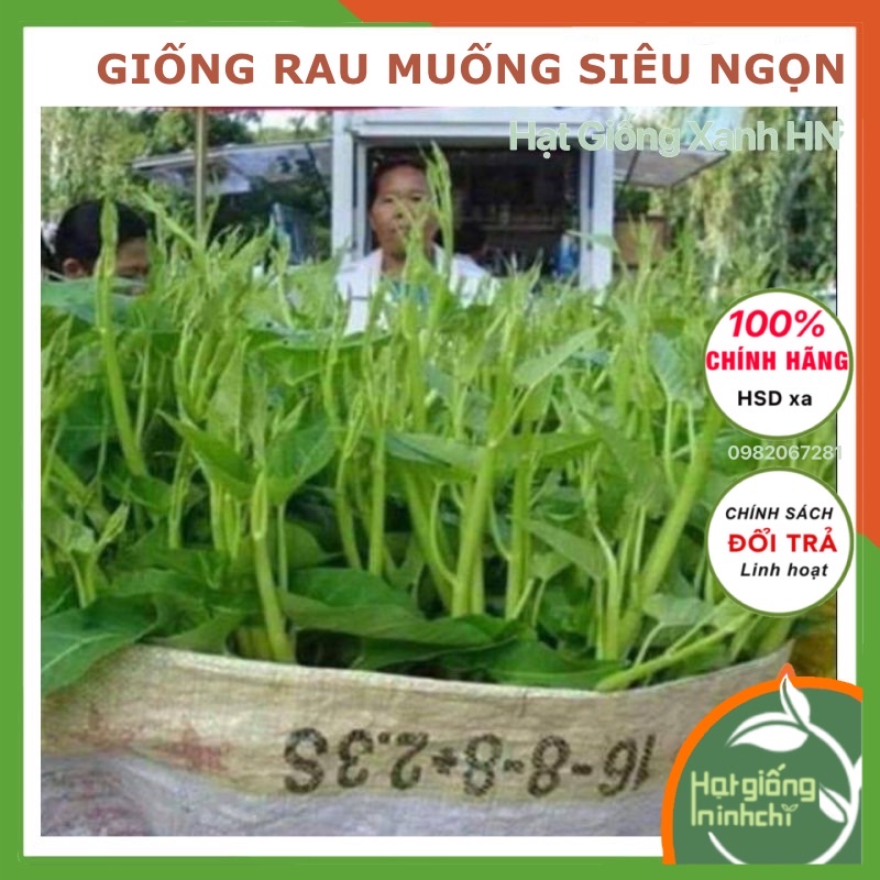 Hạt rau muống chùm siêu ngọn Thái lan F1 Gói 30 Gram,trông nước bùn,  Rau củ quả trồng sân thượng, tại vườn, ban công.