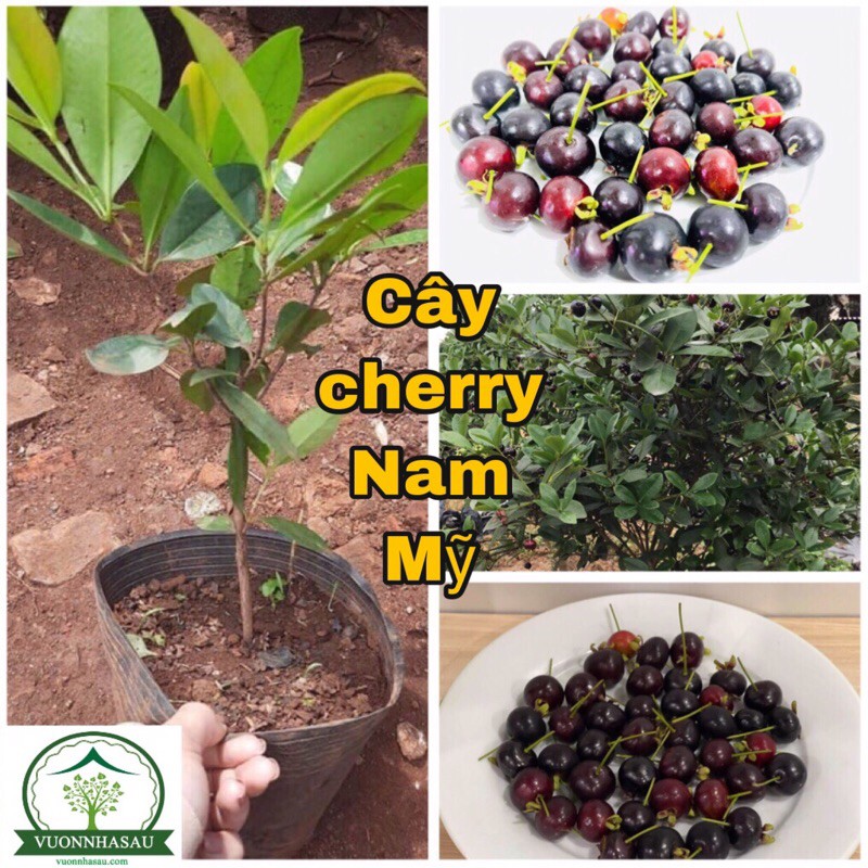 Cây Cherry Brazil - Cherry Nam Mỹ cây cao khoảng 40 - 50cm