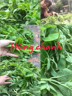 Siro húng chanh 80ml