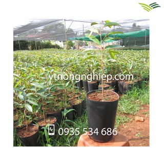 50 Chậu nhựa C18 18x14x28 trồng ươm cây