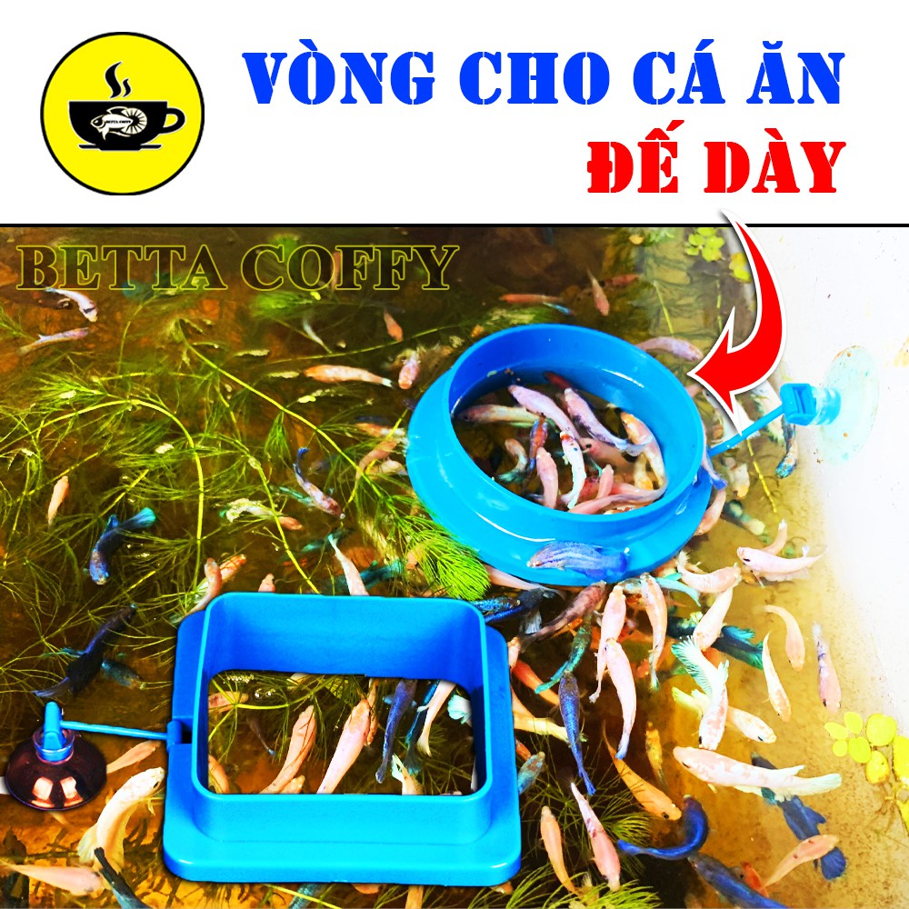 Vòng Cho Cá Ăn - Giữ Thức Ăn Cho Cá