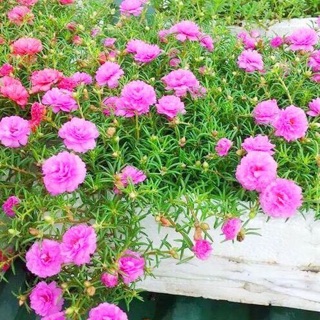 1000 hạt Mười Giờ kép mix màu