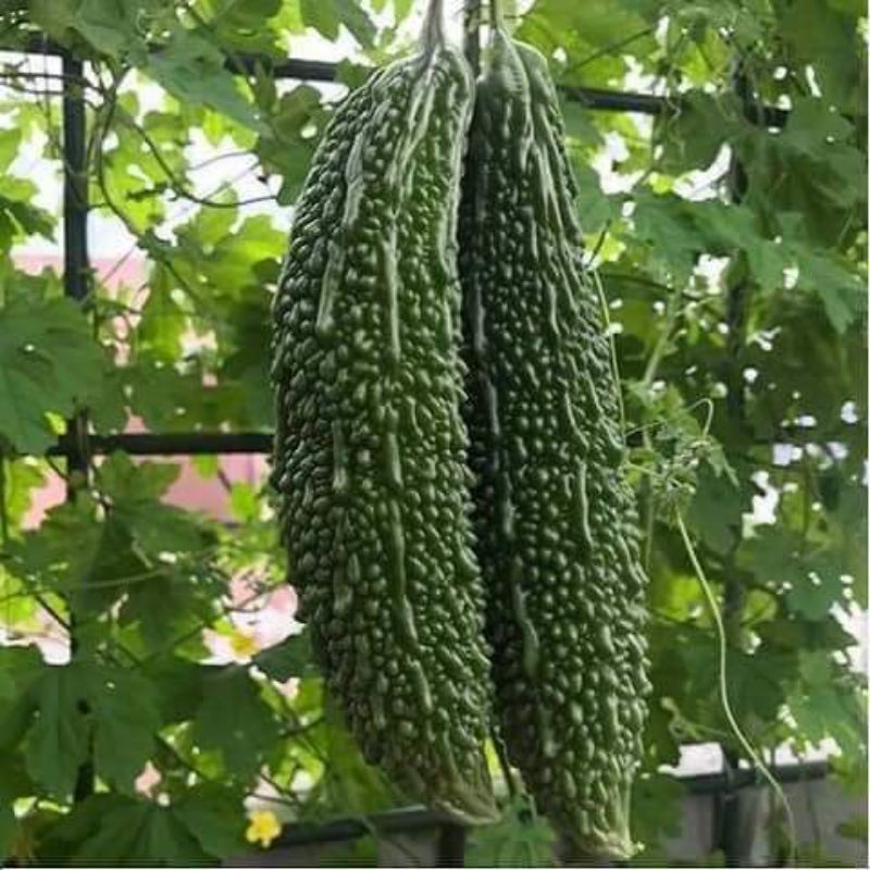 Hạt giống khổ qua, mướp đắng xanh đậm trái dài TN 10 hạt