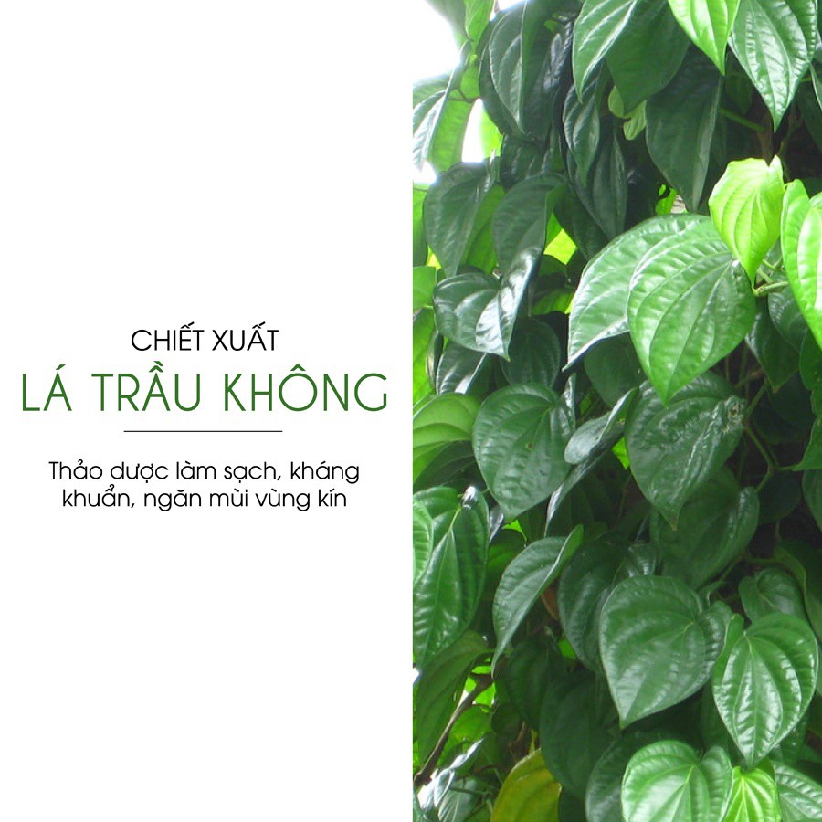 Dung dịch vệ sinh phụ nữ Revolu chiết xuất trầu không
