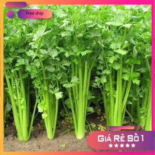 Hạt giống Cần Xanh Pascal