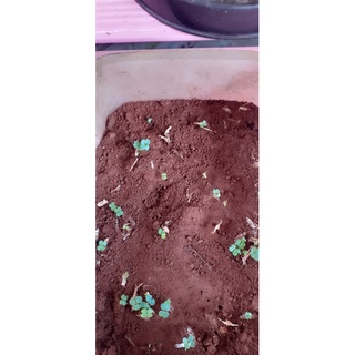HẠT NÚC NÁC GIỐNG