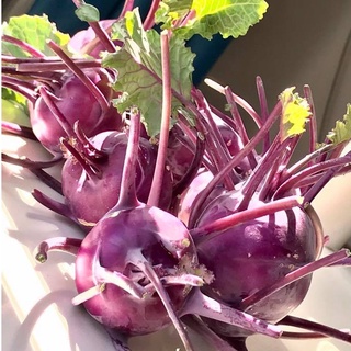 Hạt Giống Su Hào Tím