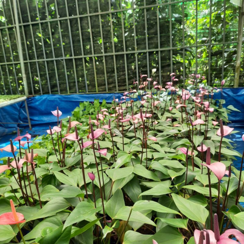 Chậu Cây giống Hoa hồng môn tím - Anthurium andraeanum