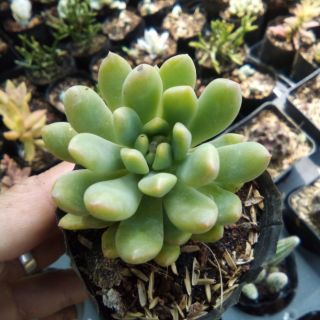 Sen đá thược dược