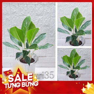 Cây Bạch Mã Hoàng Tử- 🍀🍀Size trung để bàn, phòng khách cao 40cm_Chậu 2 cây🍀🍀