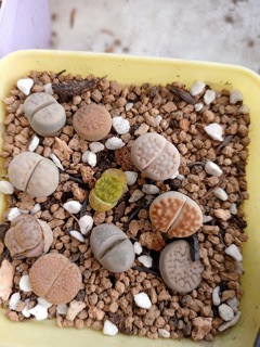 sen mông ( sen lithop)