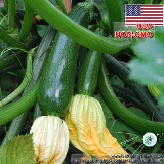 200GR 1700.HẠT Hạt Giống Bí Ngòi Xanh Dark (| G8*W34)