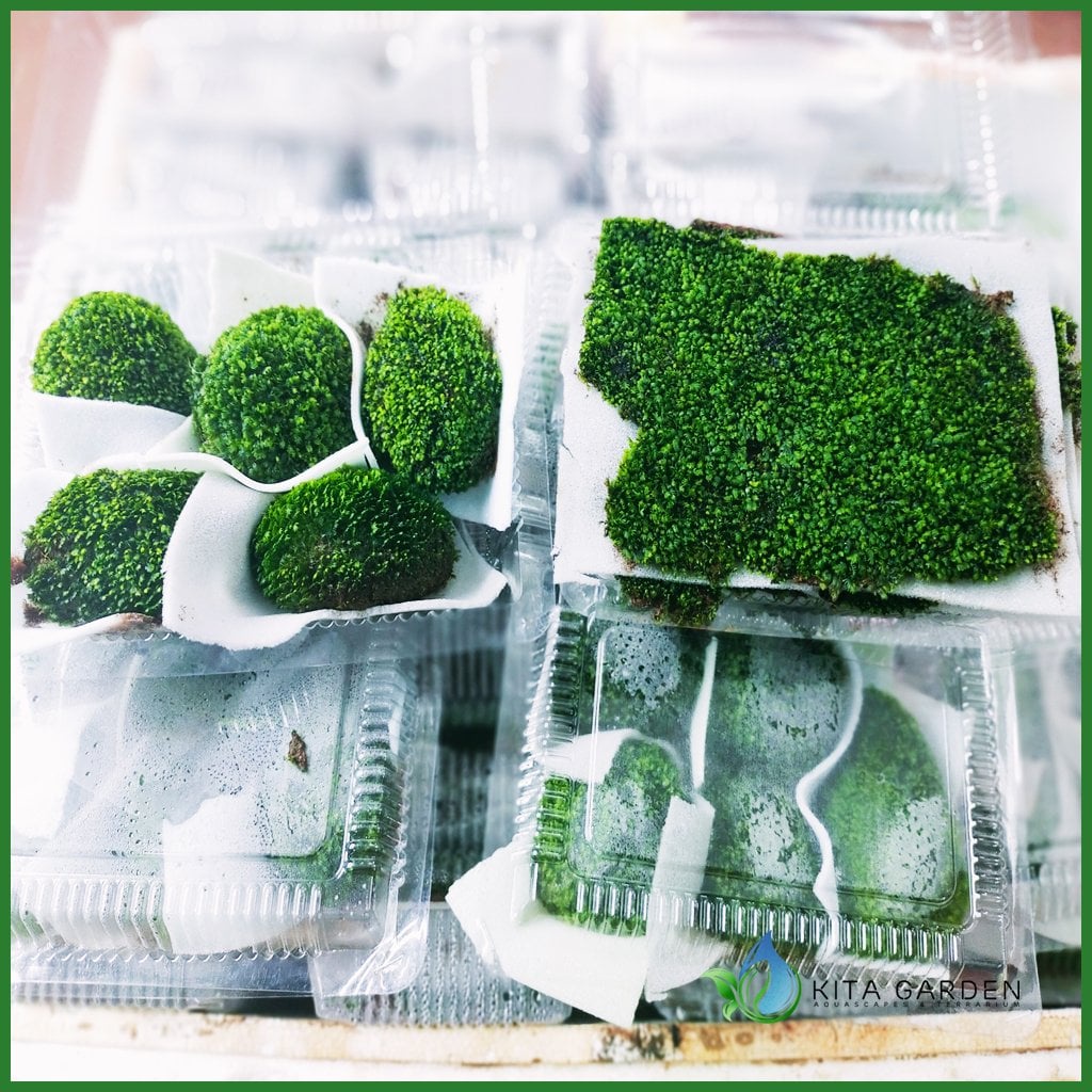 RÊU MINIFISS BÁM ĐÁ - ĐÁ FISS TRANG TRÍ CHO HỒ THỦY SINH