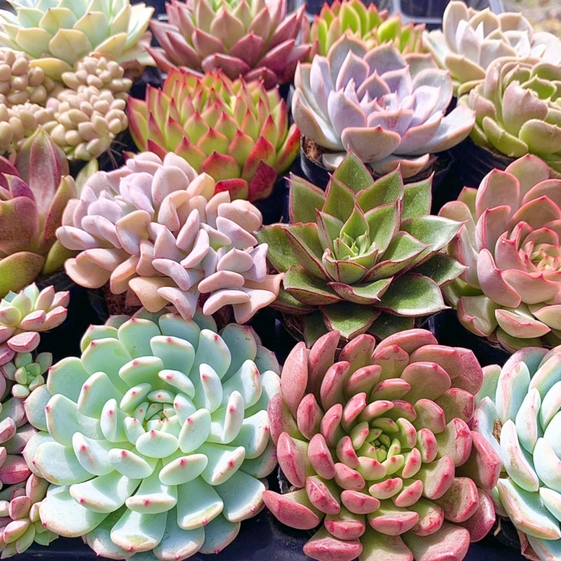 Sen Đá Combo 4 Loại, 9 Loại, 16 Loại Size Bé 5-8cm ẢNH THẬT, Sen Đá PANDAA GARDEN Đà Lạt, Dễ Thích Nghi, Lỗi 1 Đổi 1