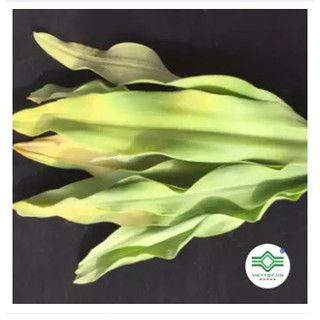 Cây náng hoa trắng (gói 1kg) - FRV154