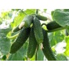 05 Hạt Giống Dưa Chuột Chùm Nga - TaNe Garden