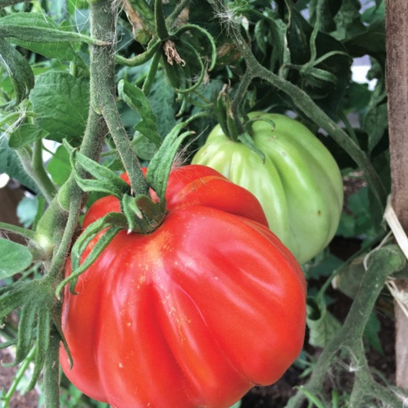 HẠT GIỐNG CÀ CHUA MÚI LÊ MONATO F1