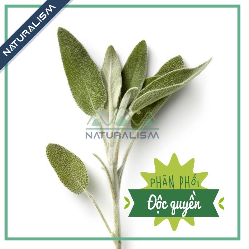 Lá Xô Thơm Tươi | Khô Sage dùng nấu ăn pha trà