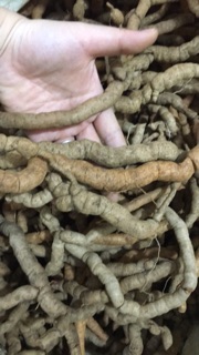 Củ Ba kích tím Quảng Ninh