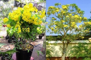 Chuẩn cây hoa chuông vàng - hoa siêu đẹp