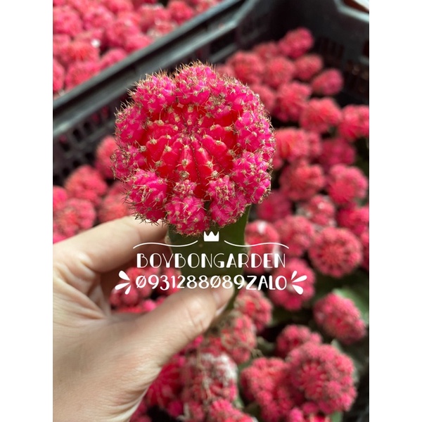 Xương rồng tháp hồng ngọc hồng